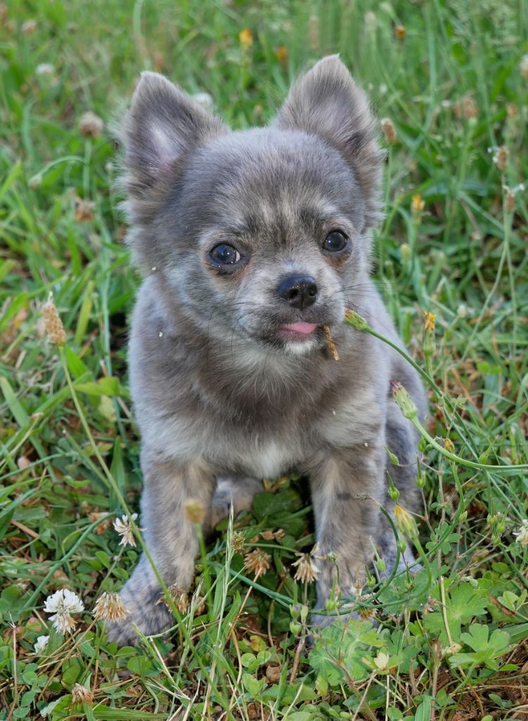 Dollhouse - Chiots disponibles - Chihuahua