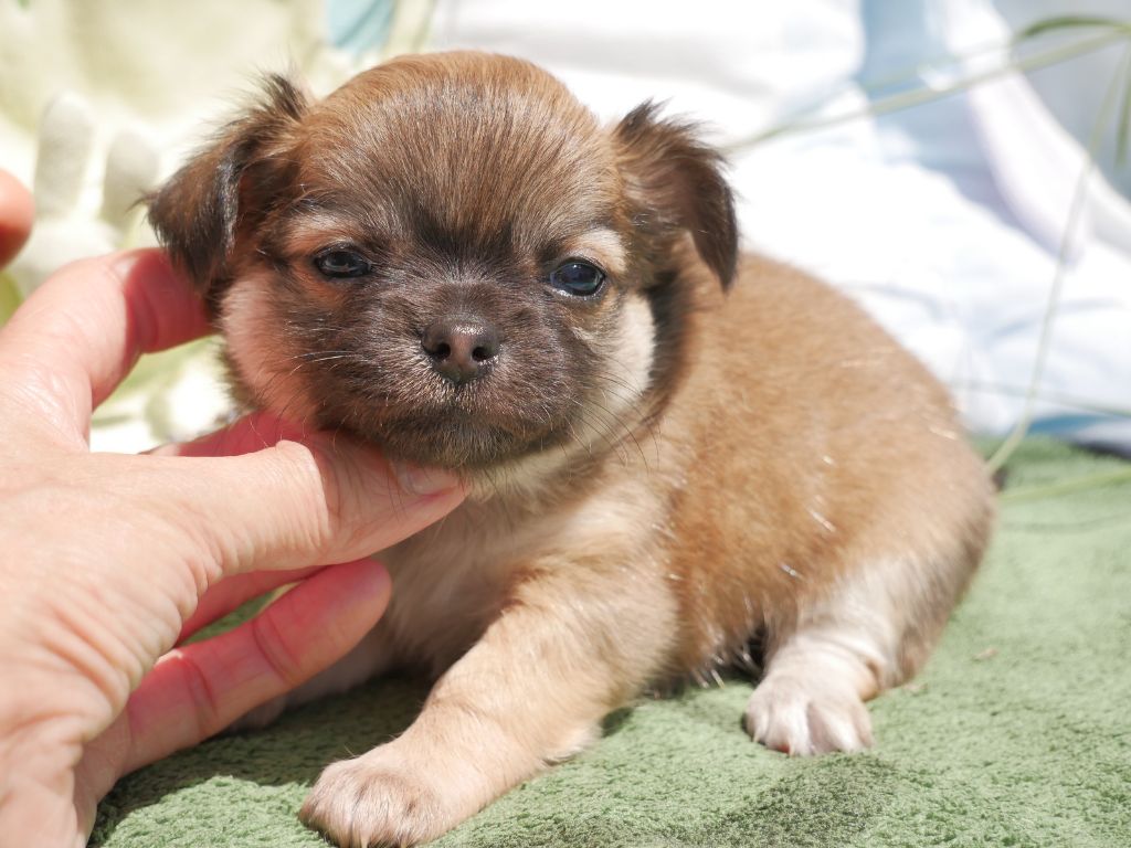 Dollhouse - Chiots disponibles - Chihuahua