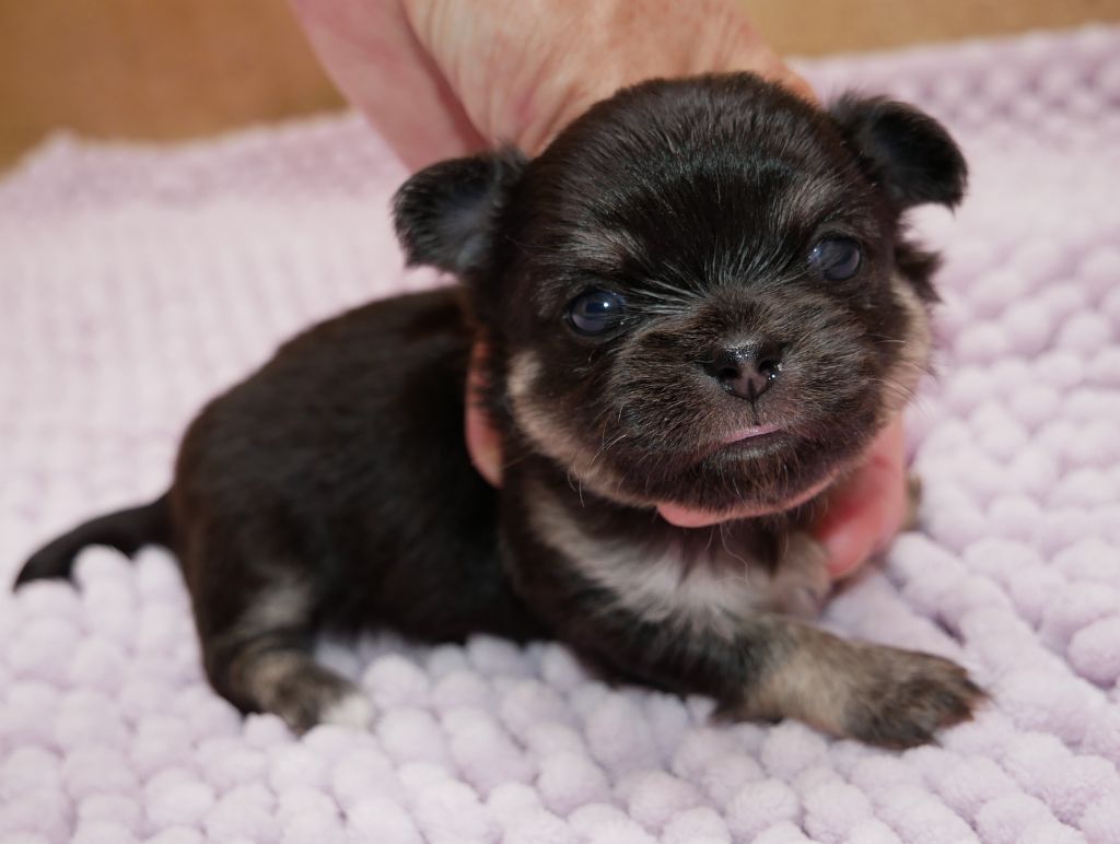 Dollhouse - Chiots disponibles - Chihuahua