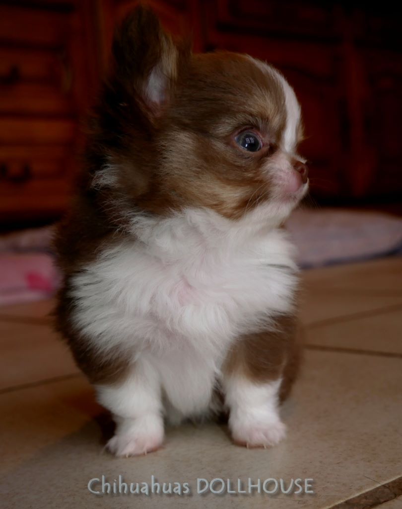 Chiot Chihuahua Dollhouse