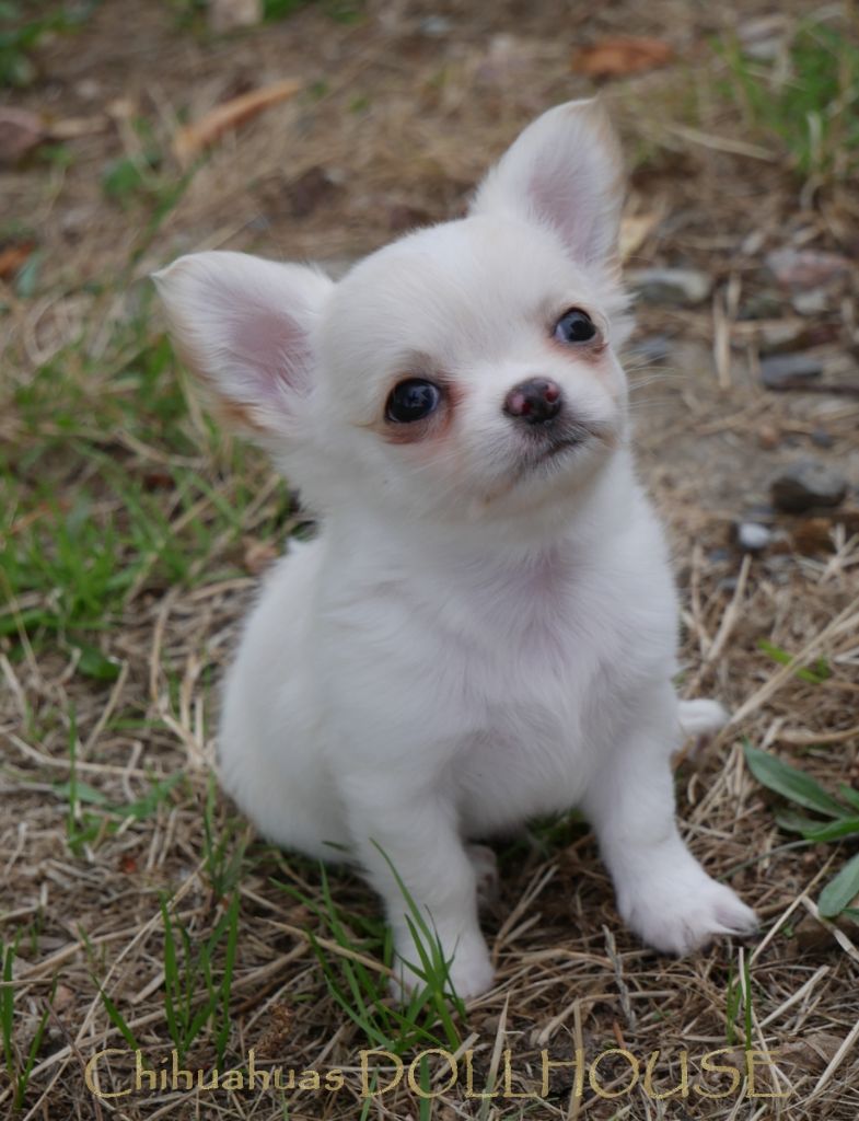 Dollhouse - Chiots disponibles - Chihuahua