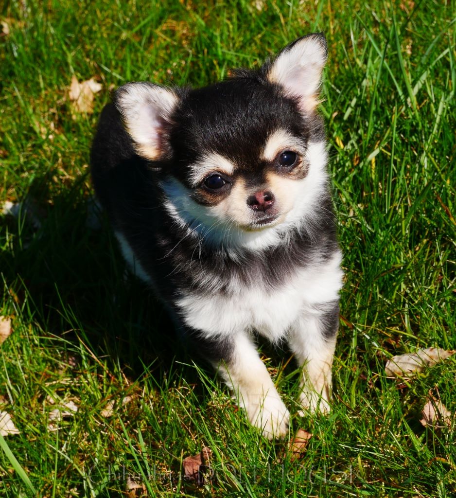 Chiot Chihuahua Dollhouse