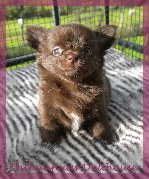 Chiot Chihuahua Dollhouse