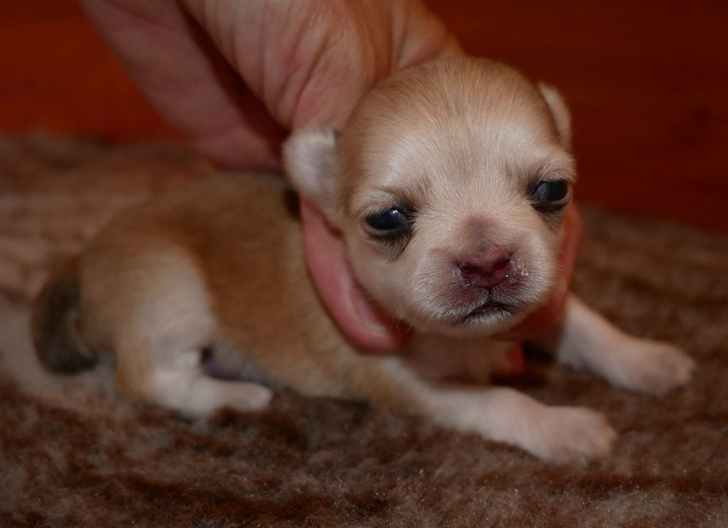 Dollhouse - Chiots disponibles - Chihuahua