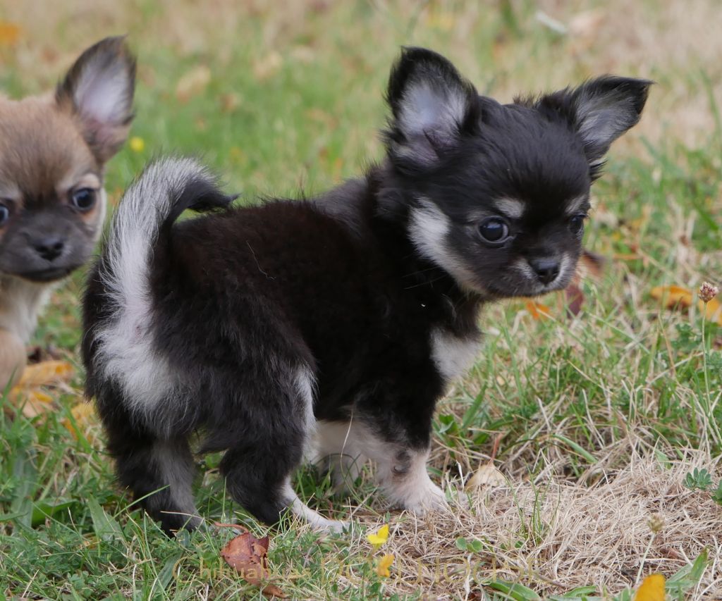 Dollhouse - Chiots disponibles - Chihuahua