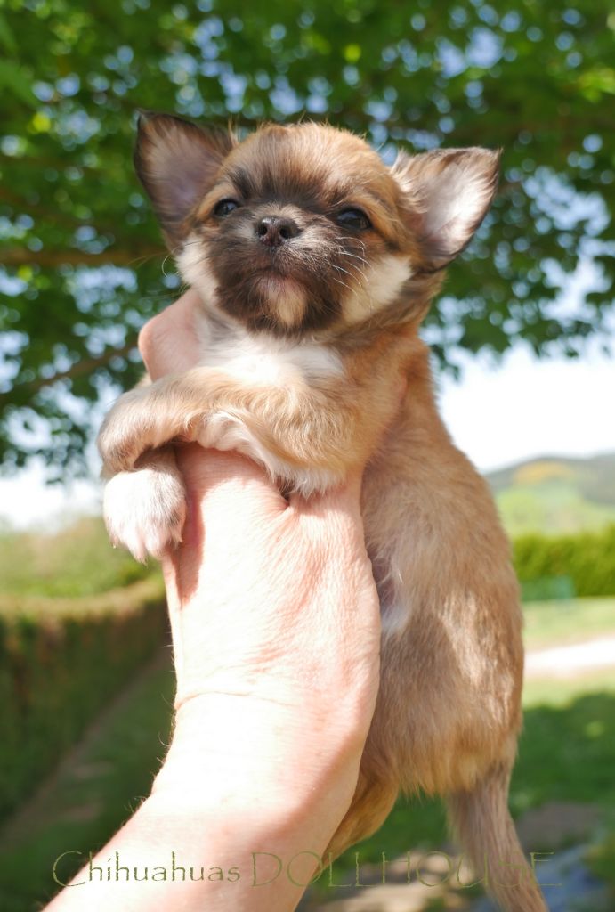 Dollhouse - Chiots disponibles - Chihuahua