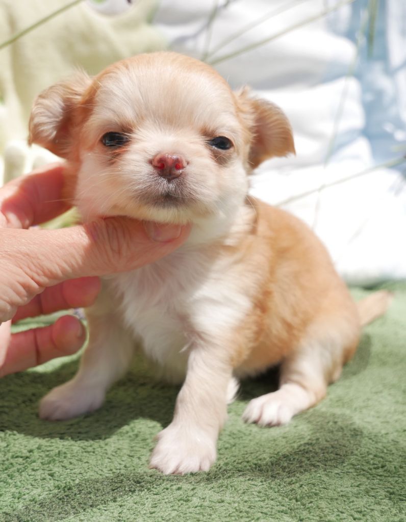 Dollhouse - Chiots disponibles - Chihuahua