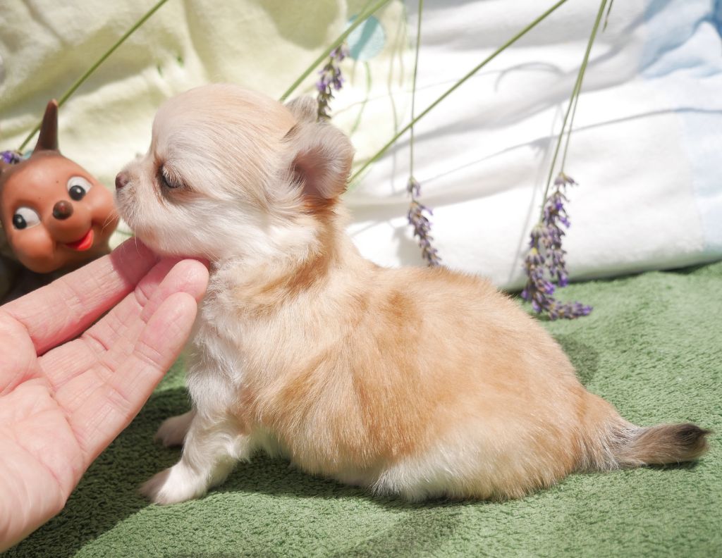 Dollhouse - Chiots disponibles - Chihuahua