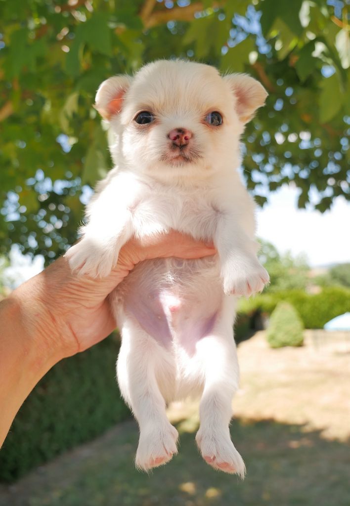 Dollhouse - Chiots disponibles - Chihuahua