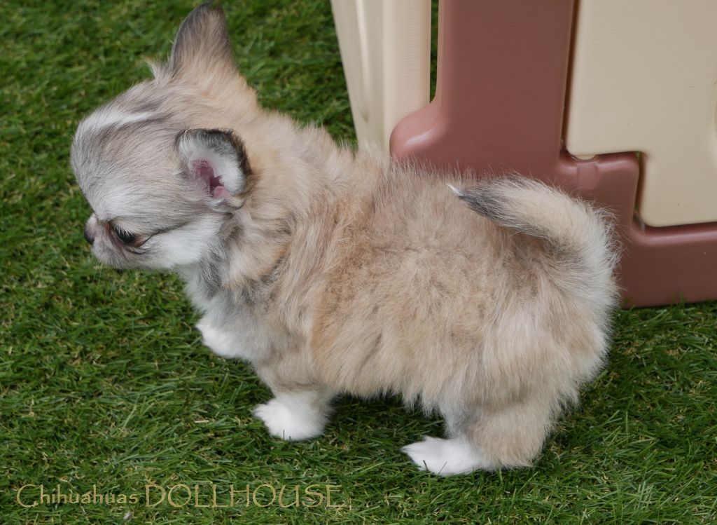 Dollhouse - Chiots disponibles - Chihuahua