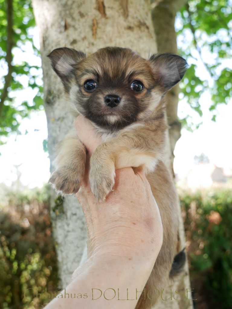 Dollhouse - Chiots disponibles - Chihuahua