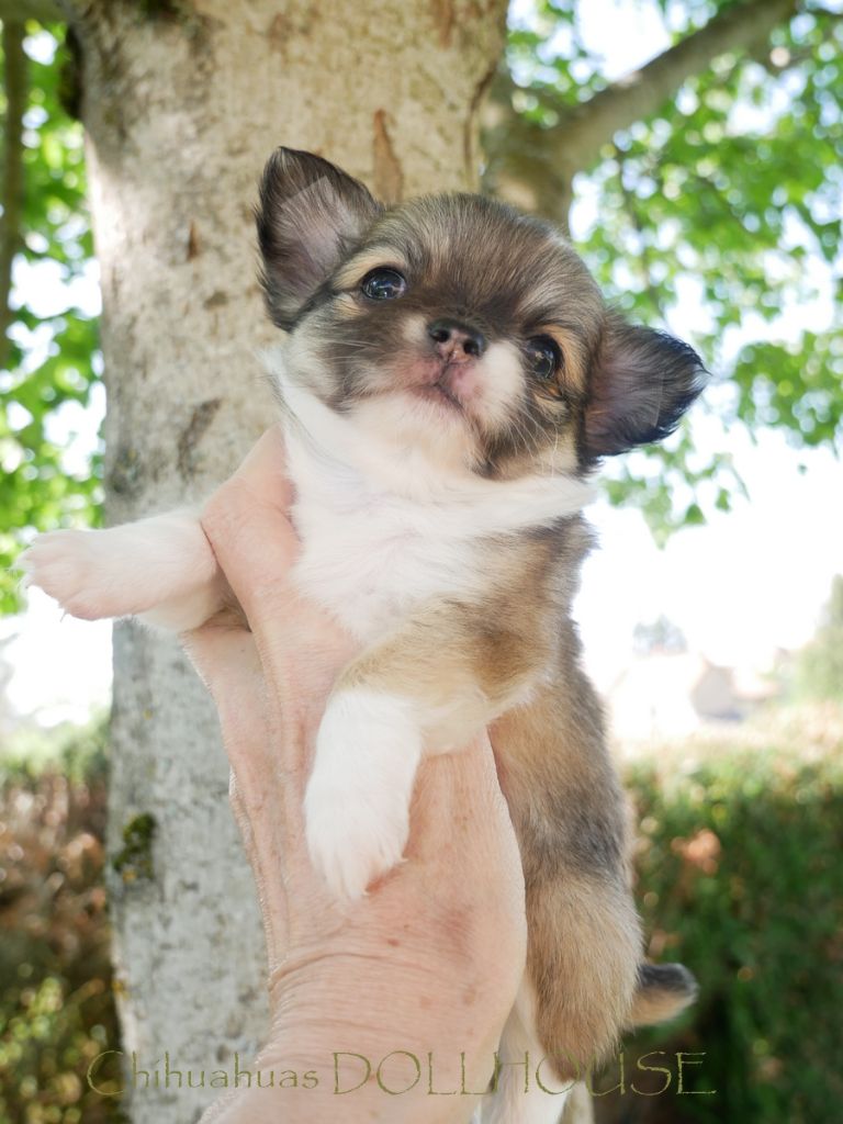 Dollhouse - Chiots disponibles - Chihuahua