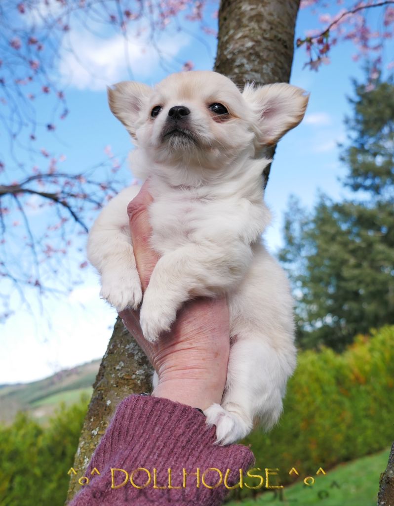 Dollhouse - Chihuahua - Portée née le 02/02/2023