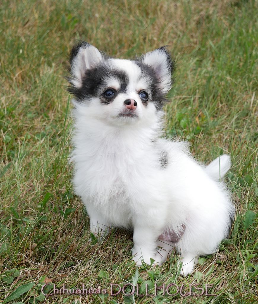 Chiot Chihuahua Dollhouse