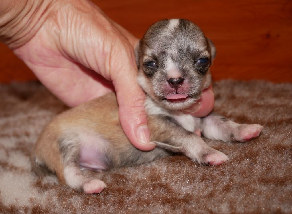 Dollhouse - Chiots disponibles - Chihuahua