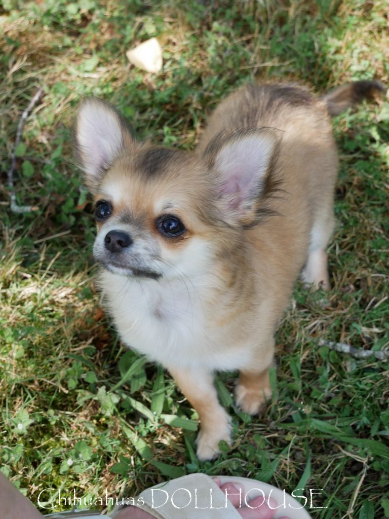 Dollhouse - Chiots disponibles - Chihuahua