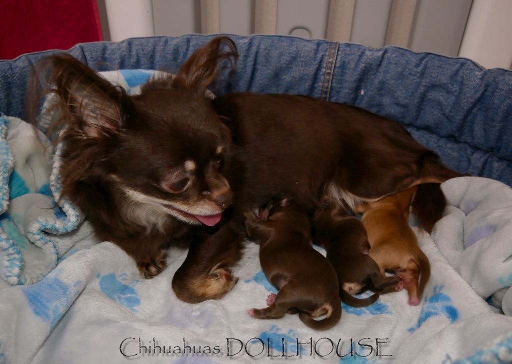 Chiot Chihuahua Dollhouse