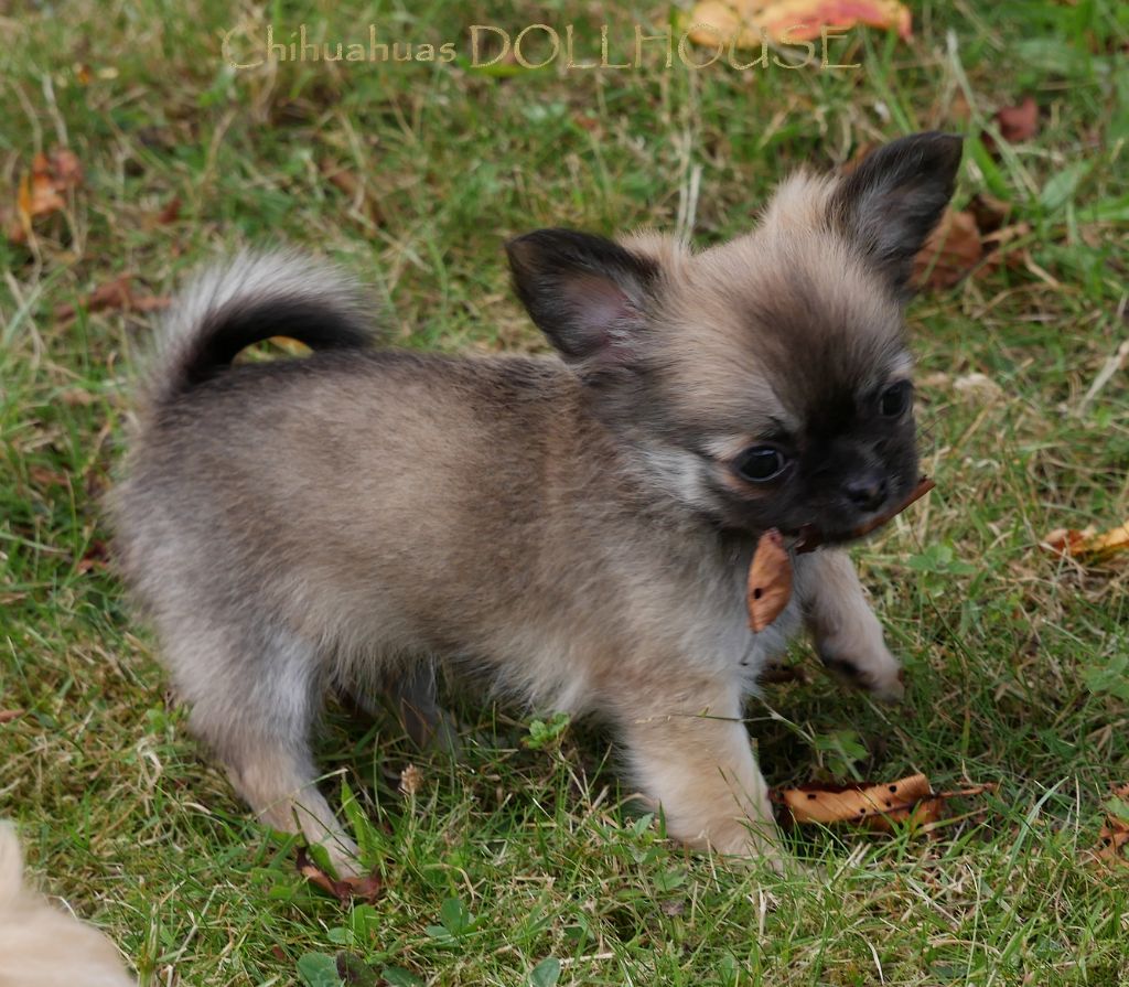 Dollhouse - Chiots disponibles - Chihuahua