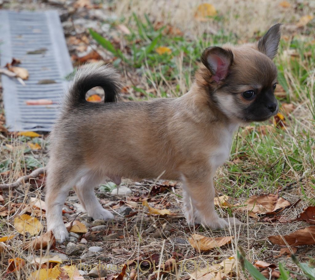 Dollhouse - Chiots disponibles - Chihuahua