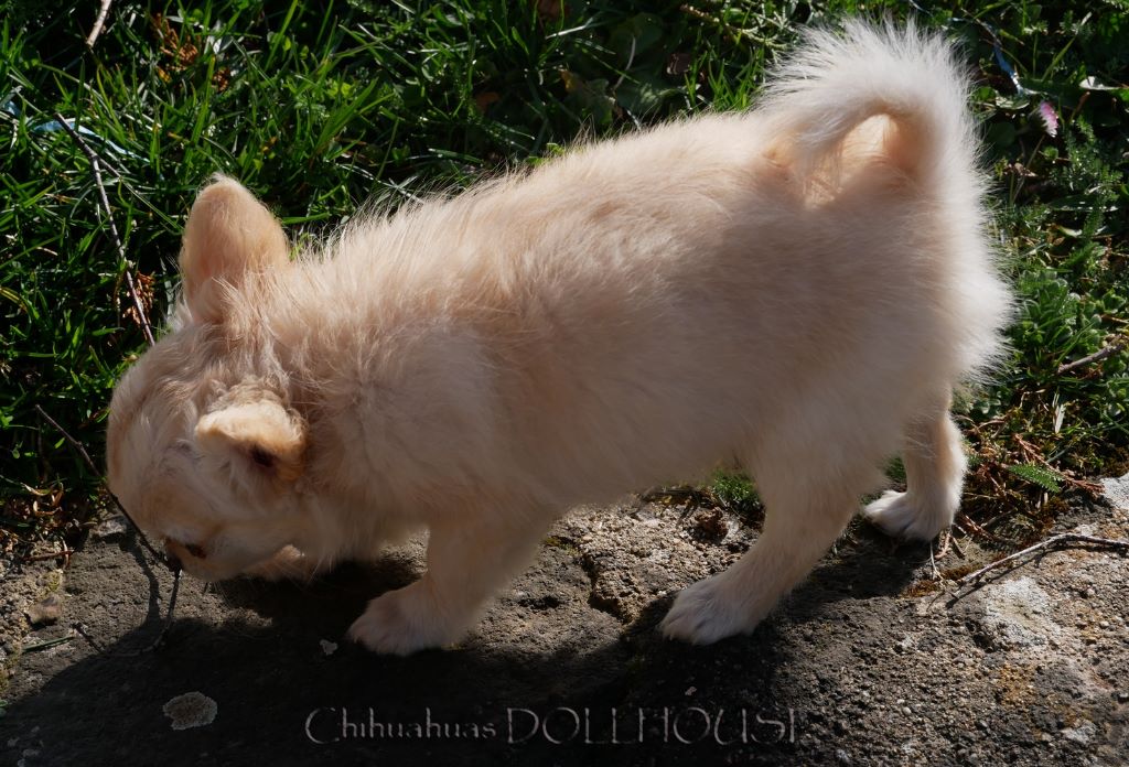 Dollhouse - Chihuahua - Portée née le 14/02/2019