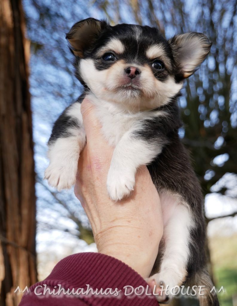 Chiot Chihuahua Dollhouse