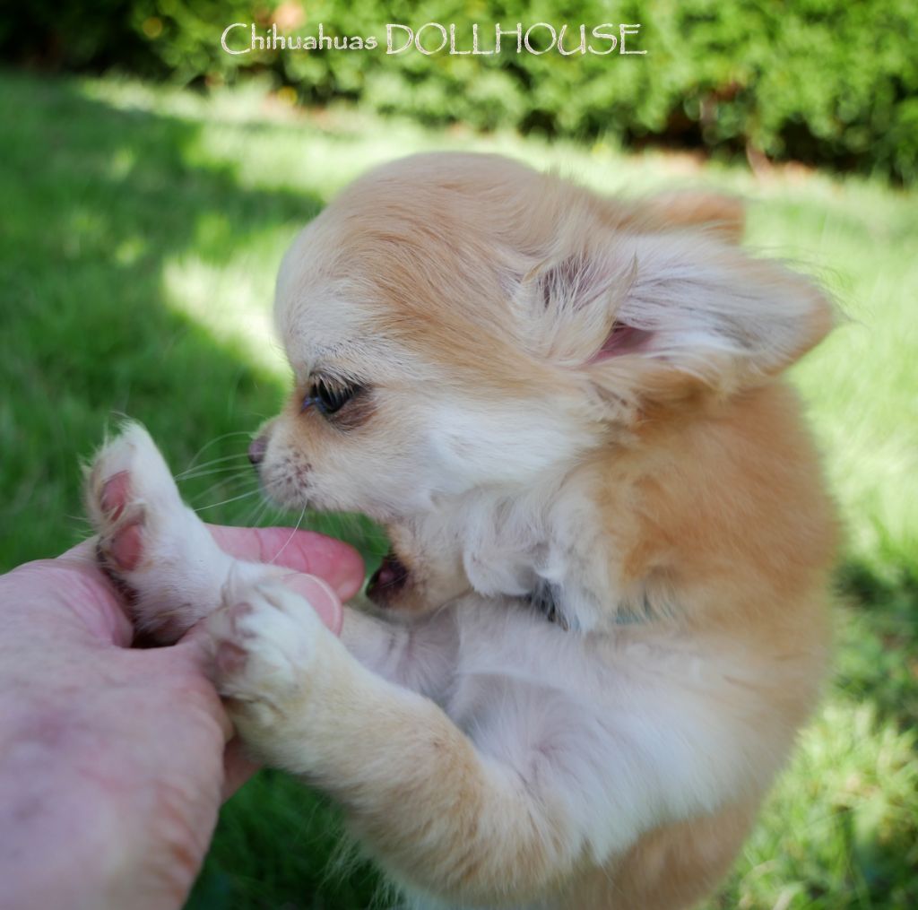 Dollhouse - Chihuahua - Portée née le 07/06/2025