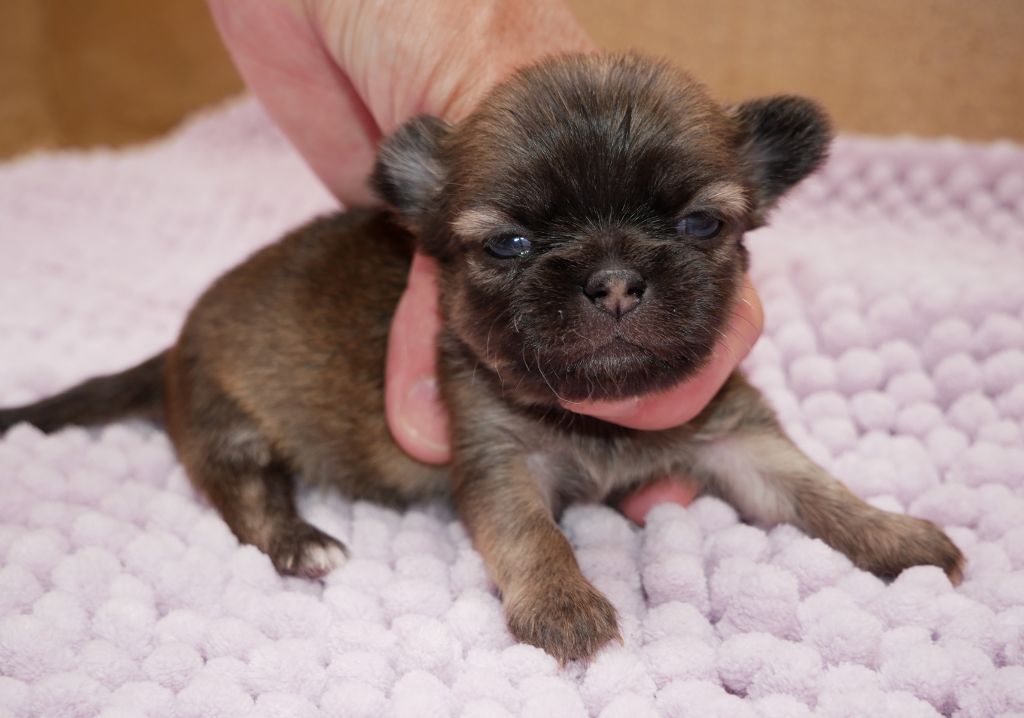 Dollhouse - Chiots disponibles - Chihuahua