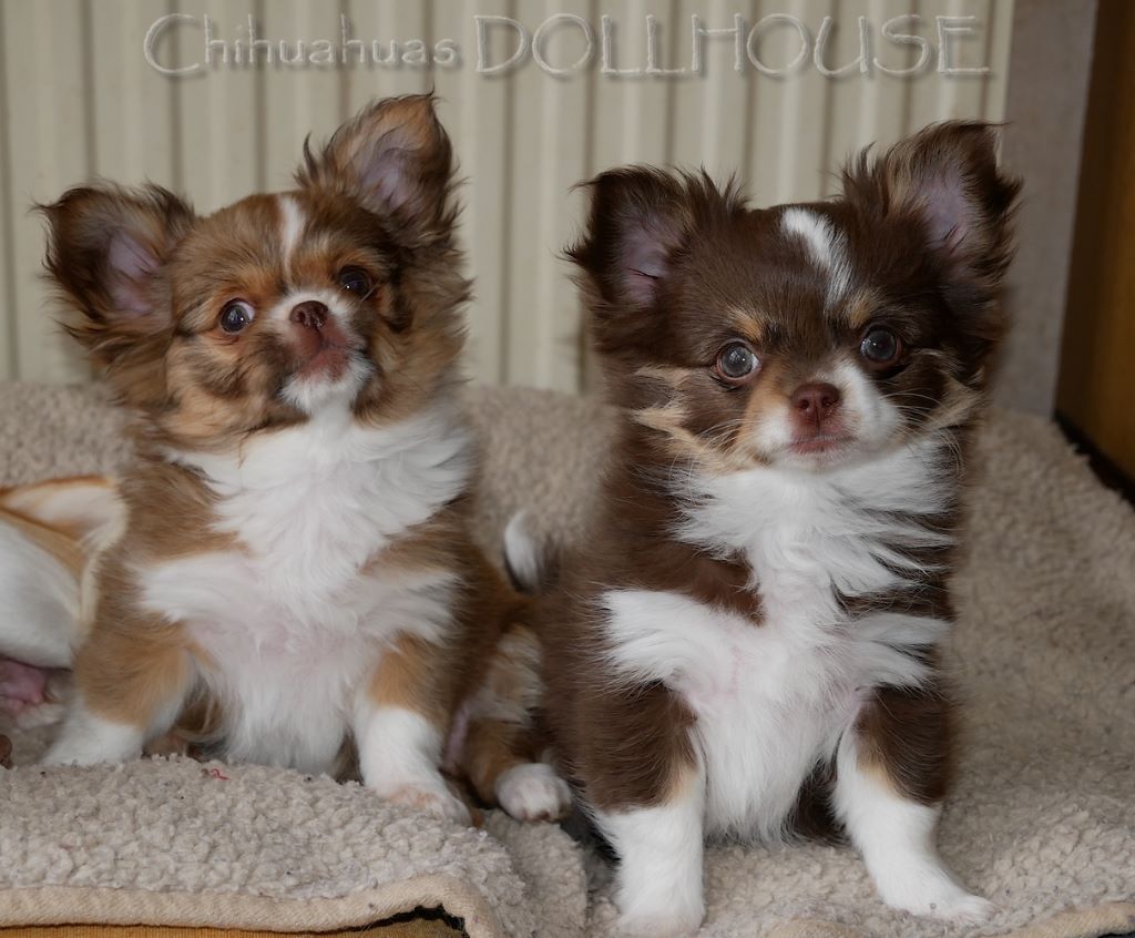 Chiot Chihuahua Dollhouse