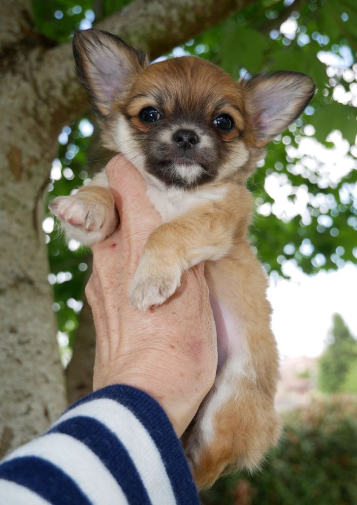 Dollhouse - Chiots disponibles - Chihuahua