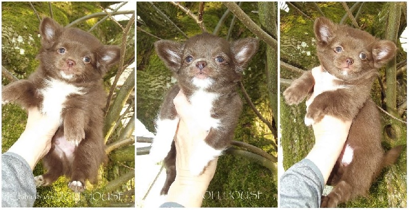 Chiot Chihuahua Dollhouse
