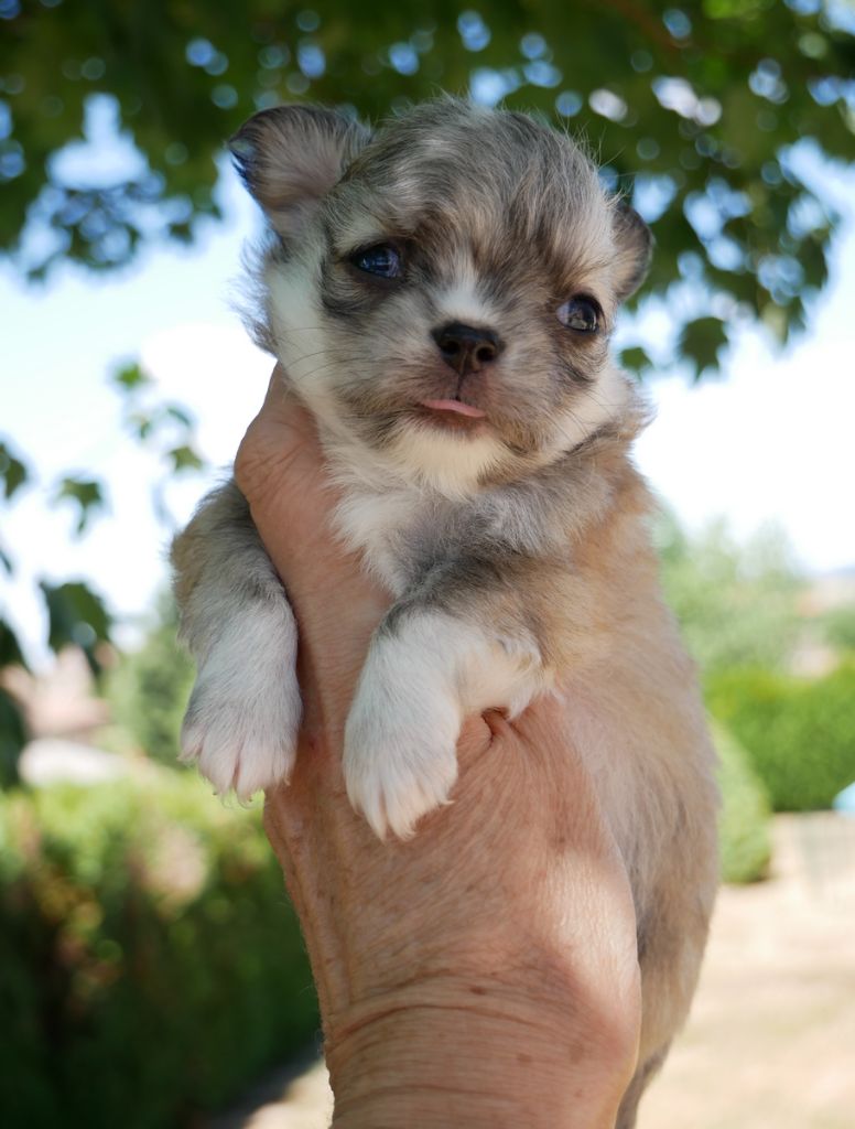 Dollhouse - Chiots disponibles - Chihuahua