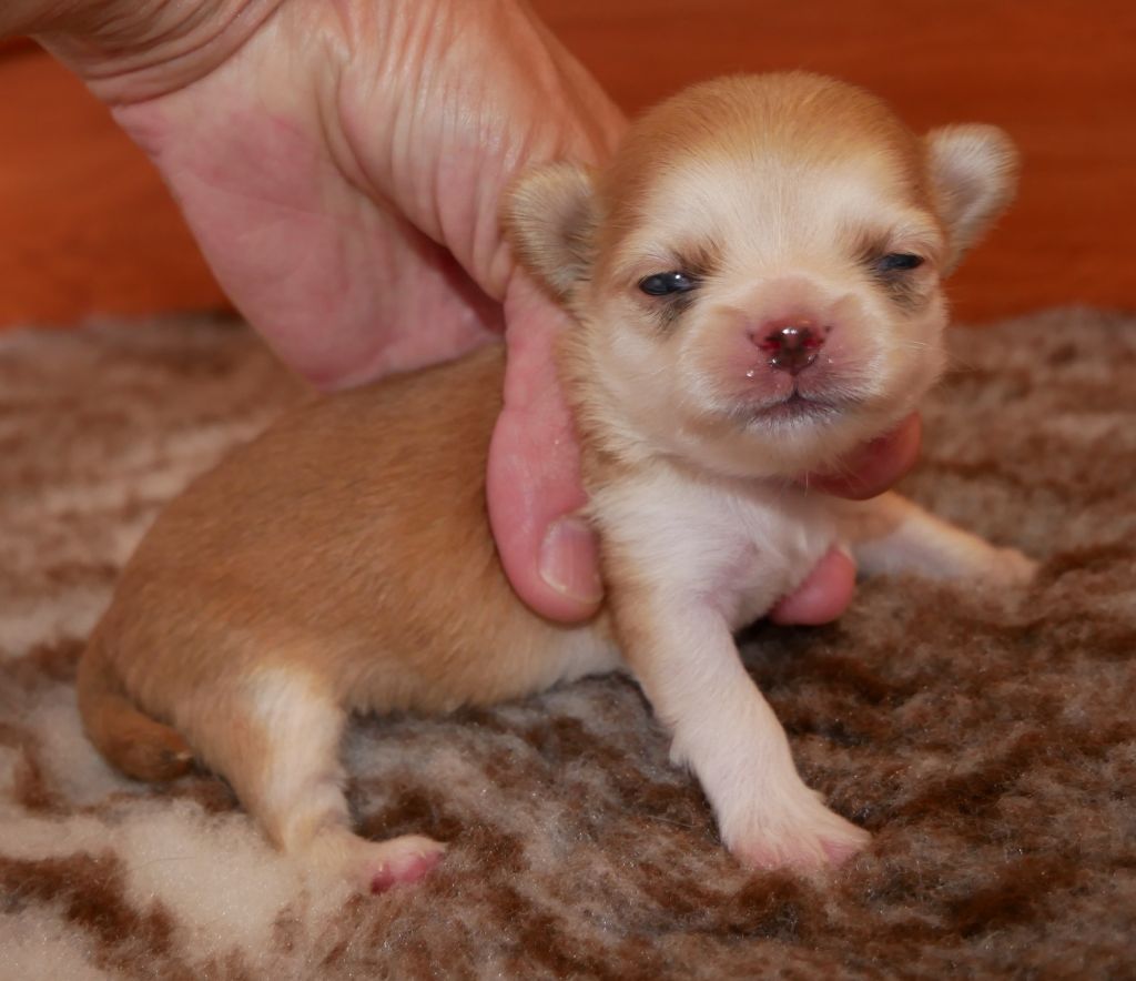 Dollhouse - Chiots disponibles - Chihuahua