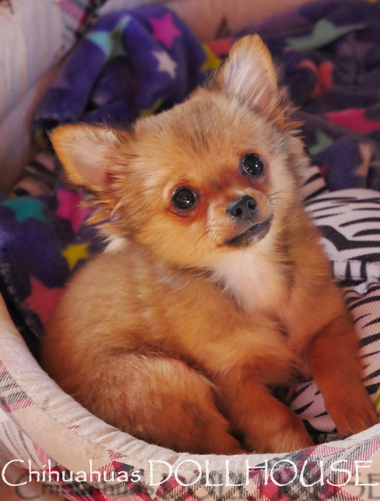 Chiot Chihuahua Dollhouse