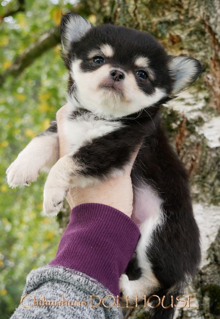 Chiot Chihuahua Dollhouse