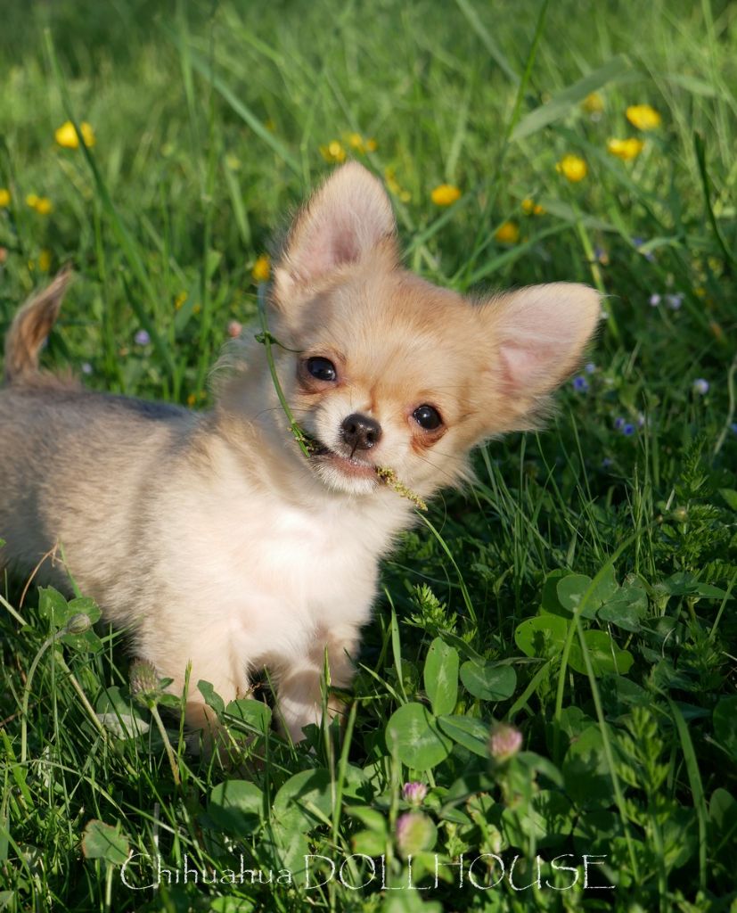Chiot Chihuahua Dollhouse