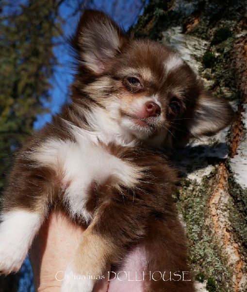 Chiot Chihuahua Dollhouse