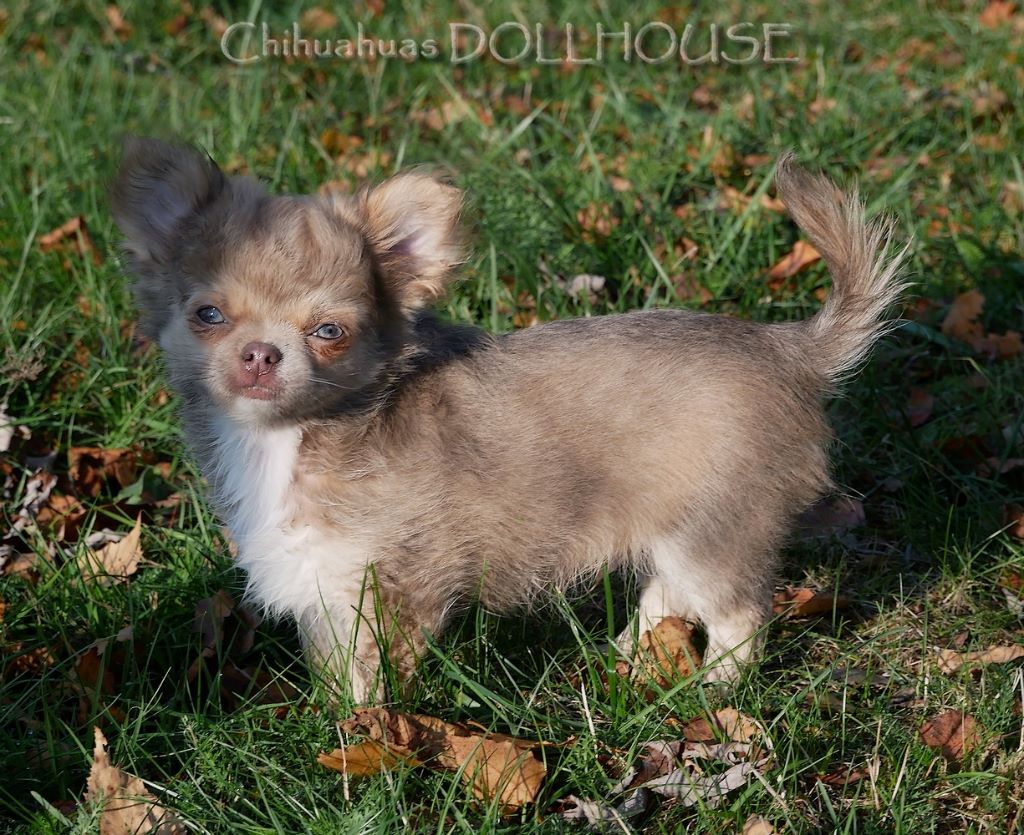 Chiot Chihuahua Dollhouse