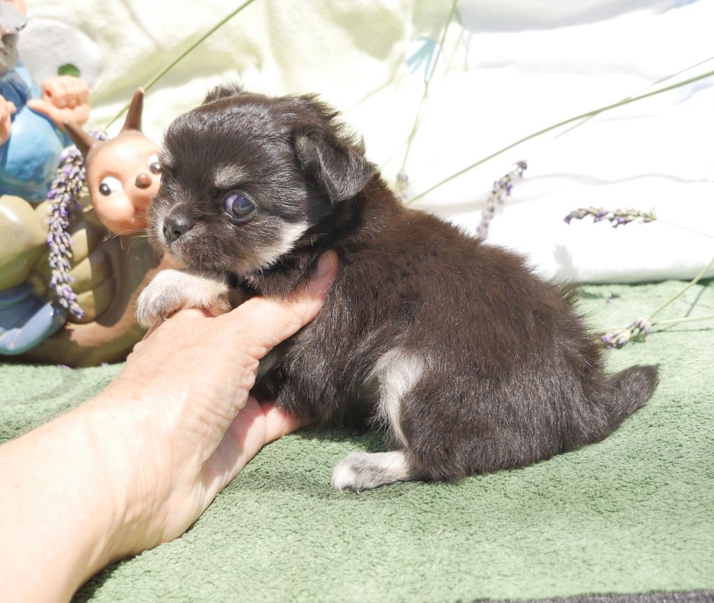Dollhouse - Chiots disponibles - Chihuahua