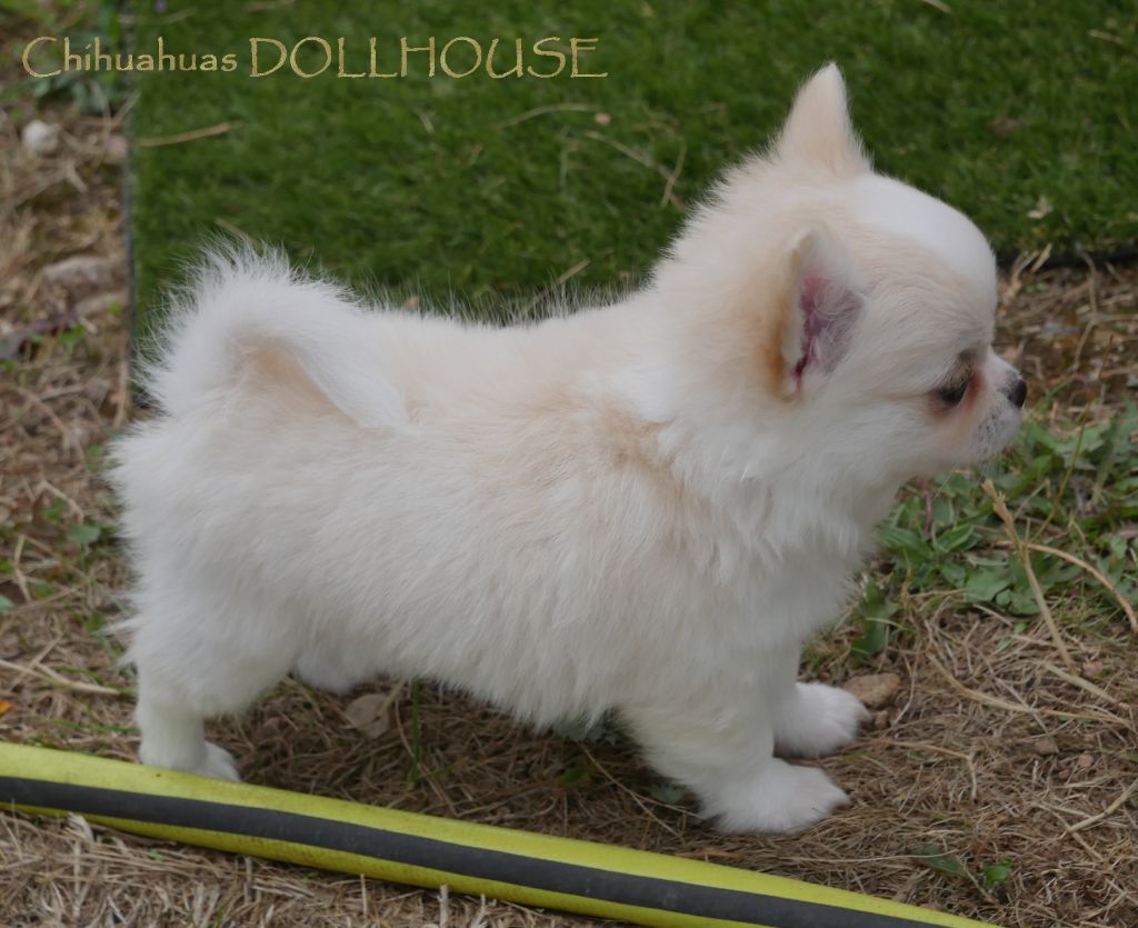 Dollhouse - Chiots disponibles - Chihuahua