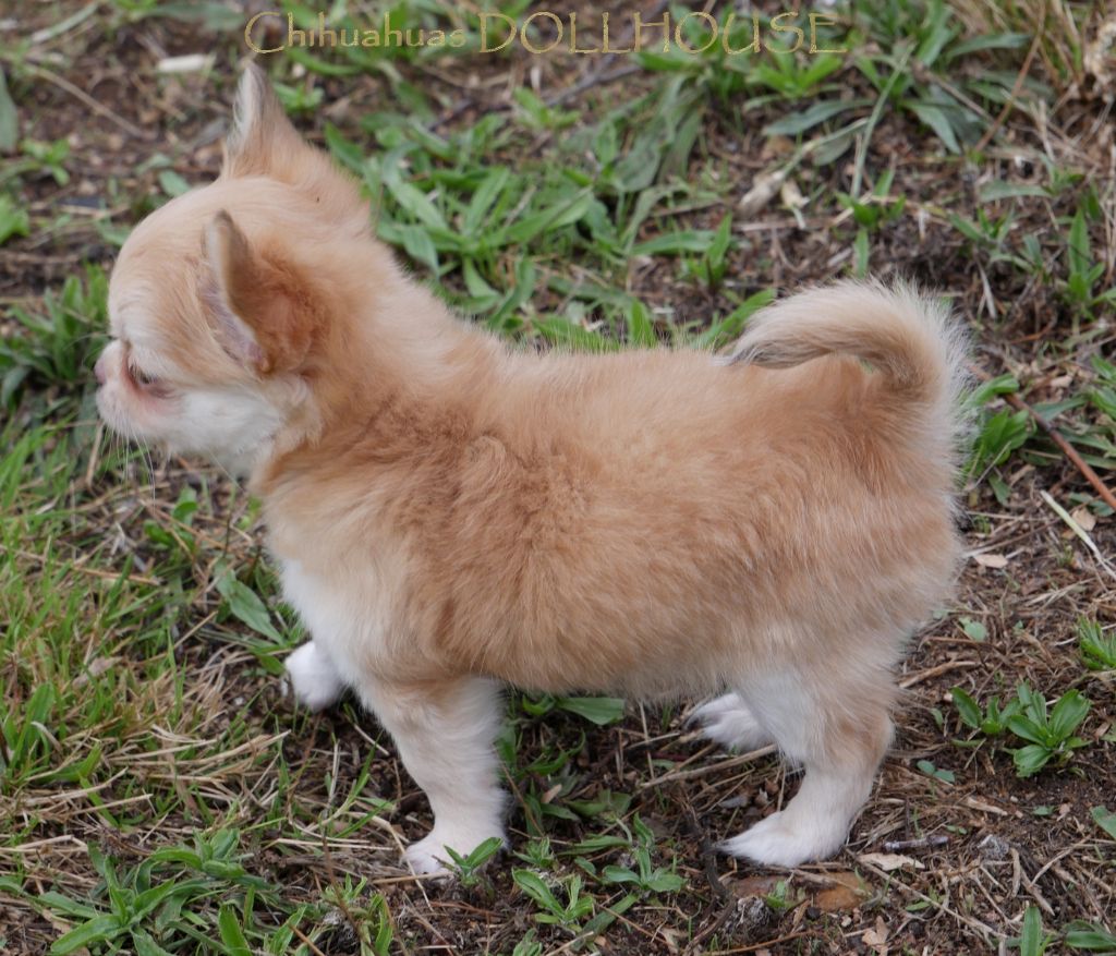 Dollhouse - Chiots disponibles - Chihuahua
