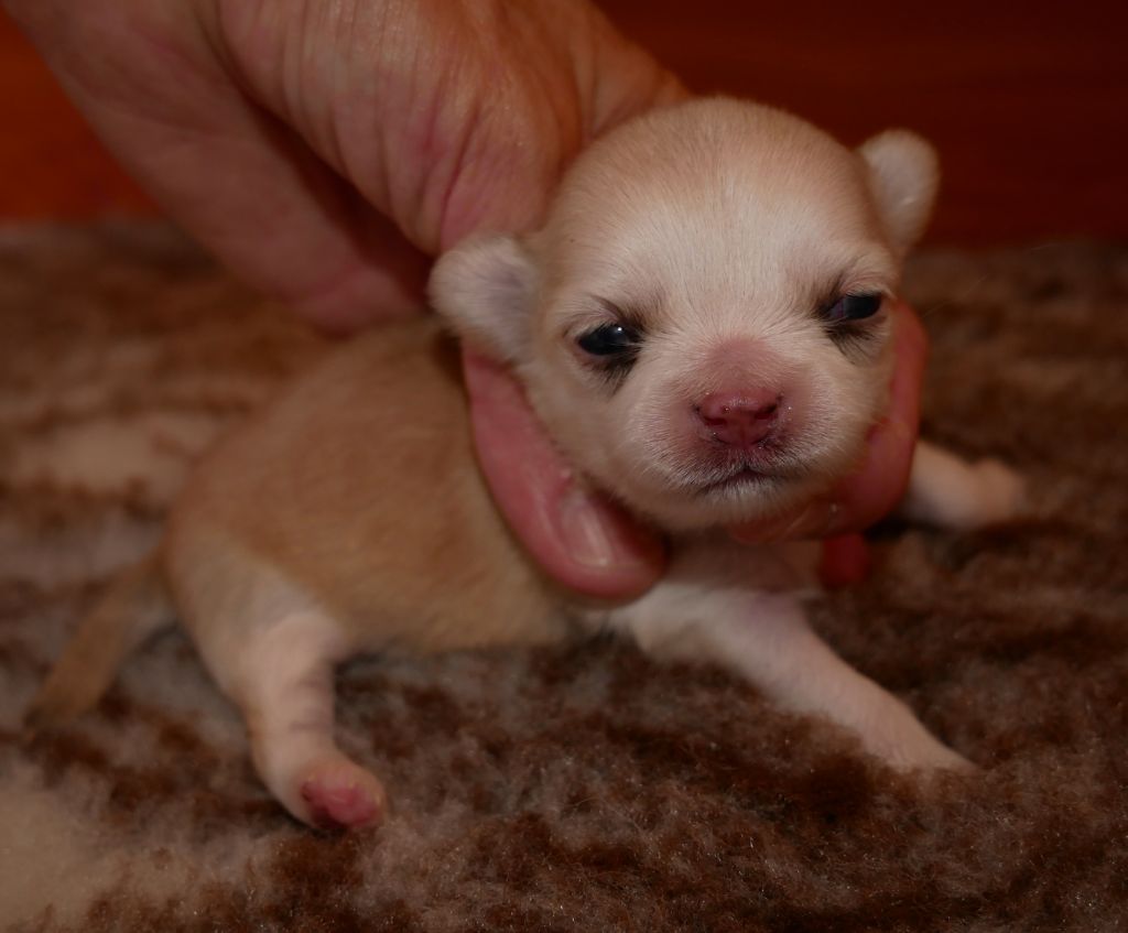 Dollhouse - Chiots disponibles - Chihuahua