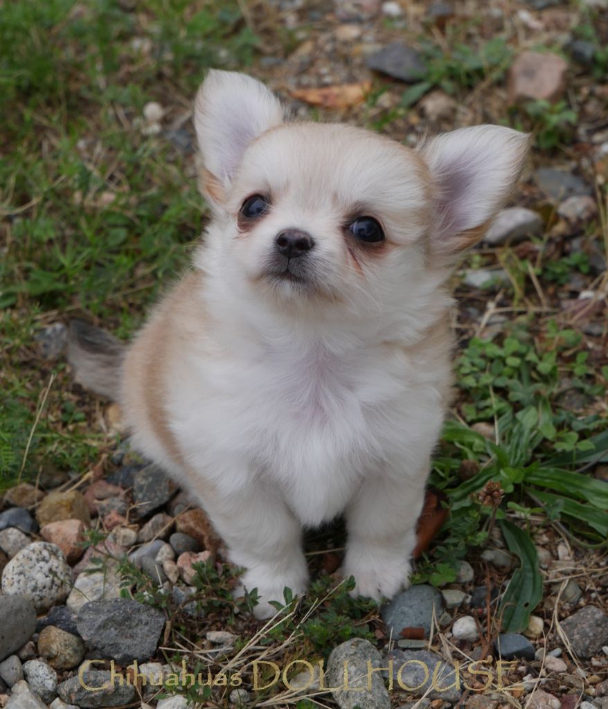 Dollhouse - Chiots disponibles - Chihuahua