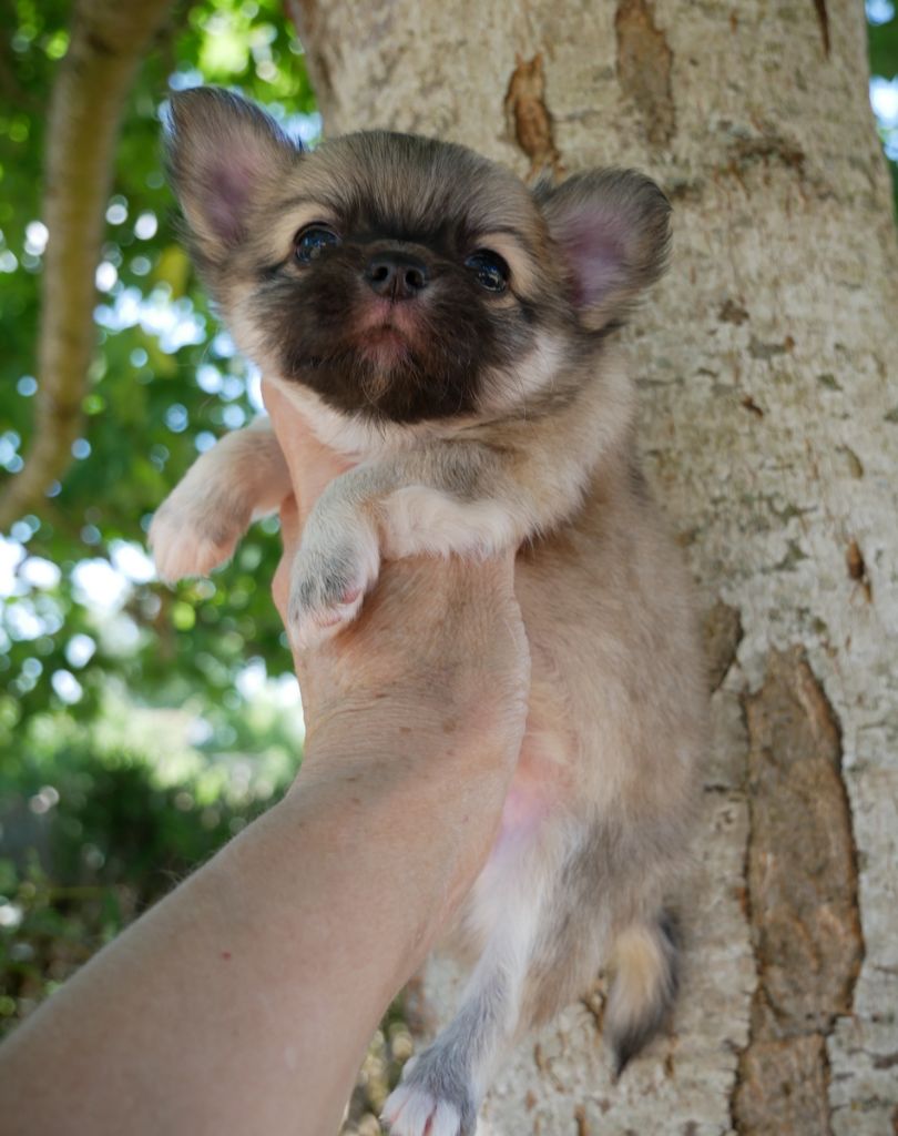 Dollhouse - Chiots disponibles - Chihuahua