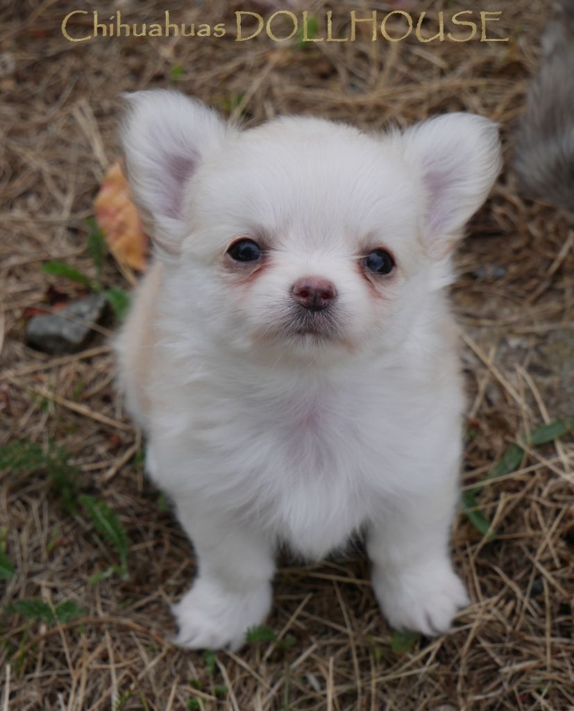 Dollhouse - Chiots disponibles - Chihuahua