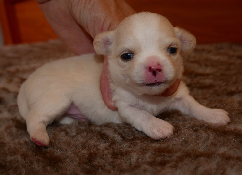 Dollhouse - Chiots disponibles - Chihuahua